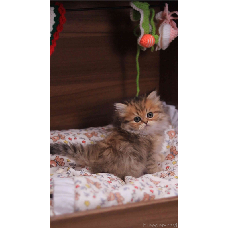 販売中の埼玉県のミヌエット-132826の2枚目