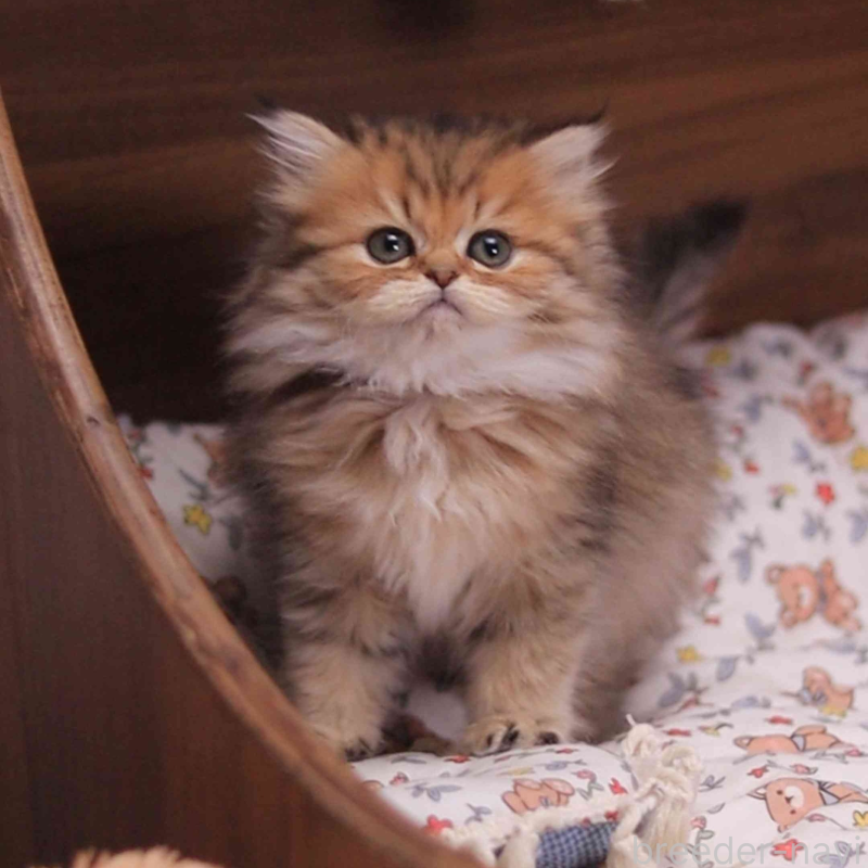 販売中の埼玉県のミヌエット-132826の1枚目