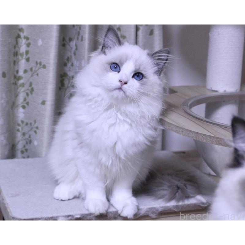 販売中の山梨県のラグドール-128444の9枚目