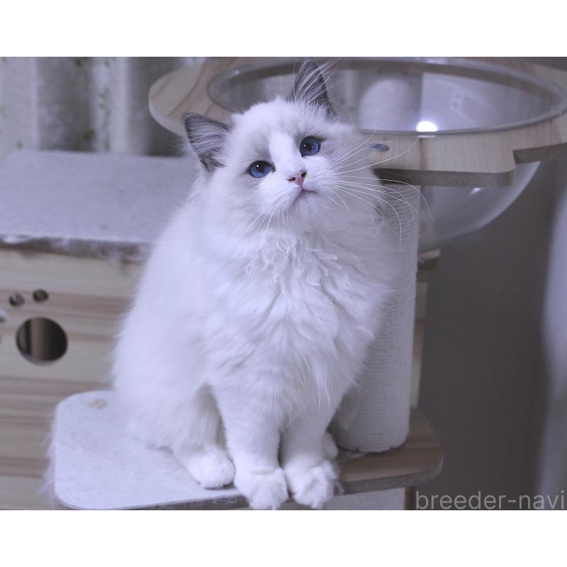 販売中の山梨県のラグドール-128444の8枚目