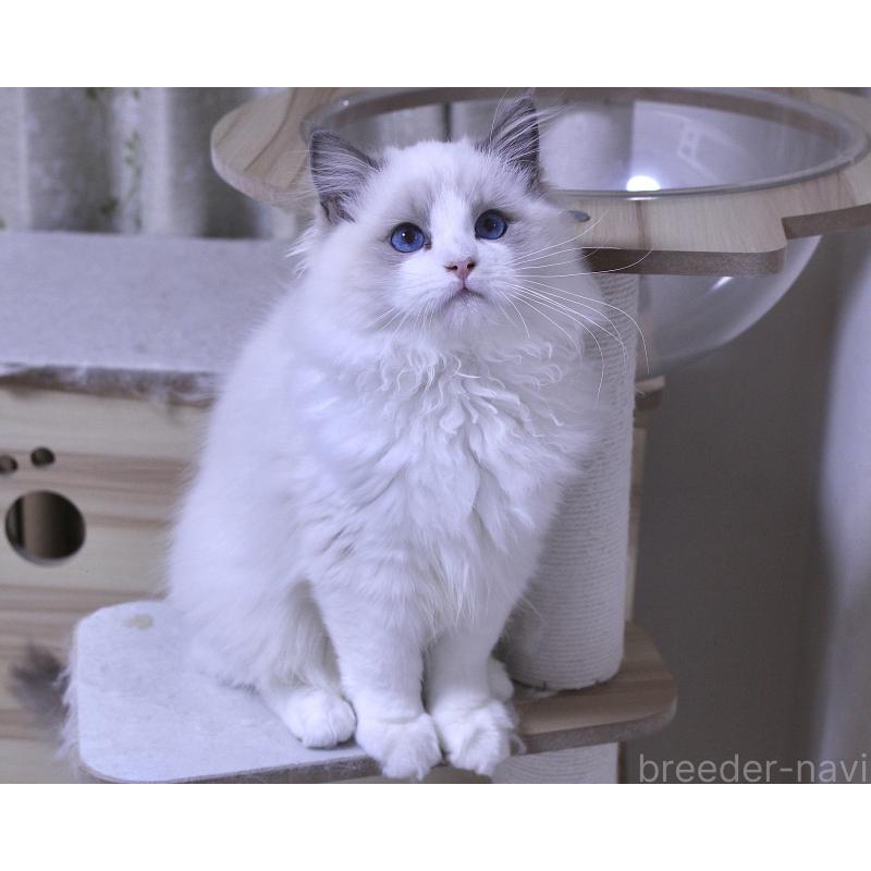 販売中の山梨県のラグドール-128444の7枚目