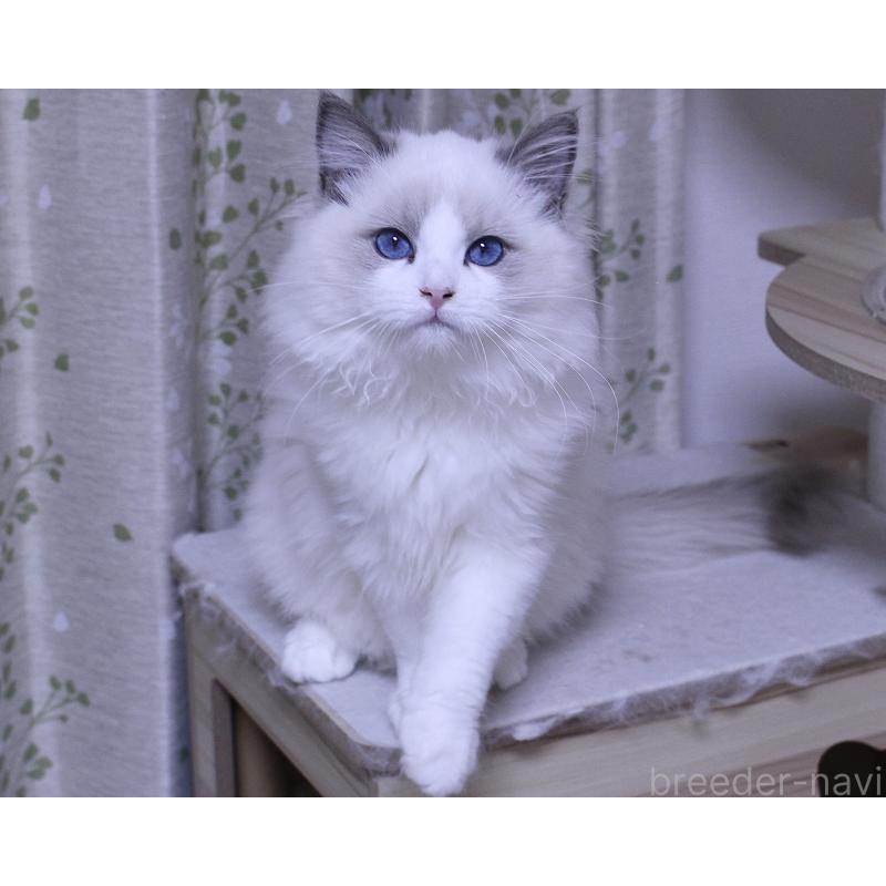 販売中の山梨県のラグドール-128444の6枚目