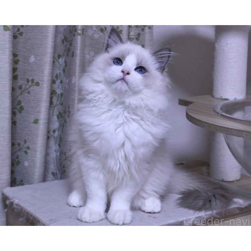 販売中の山梨県のラグドール-128444の5枚目