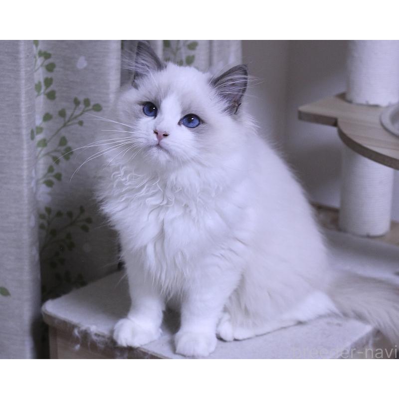 販売中の山梨県のラグドール-128444の4枚目