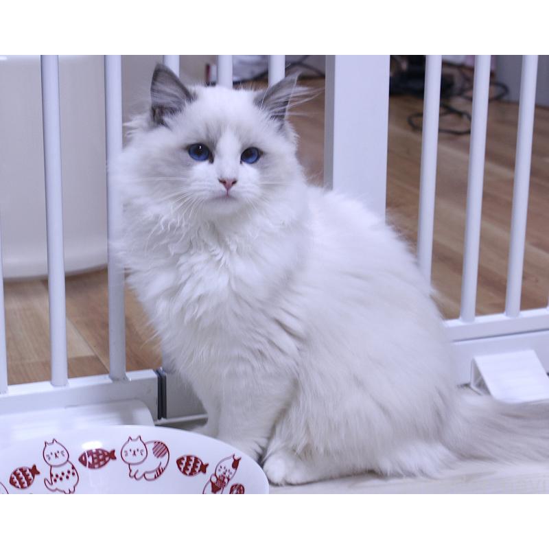 販売中の山梨県のラグドール-128444の3枚目