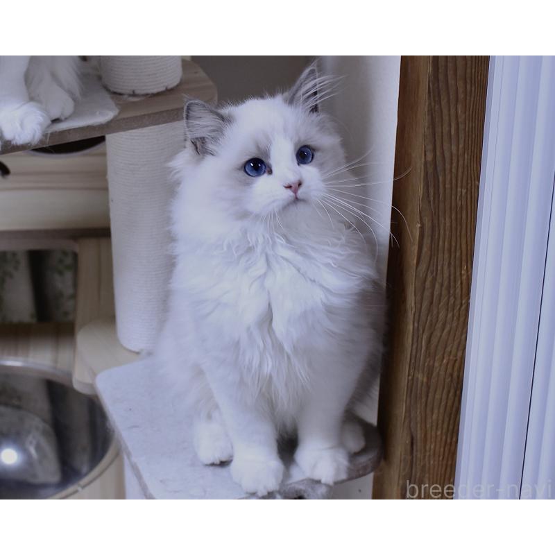 販売中の山梨県のラグドール-128444の2枚目