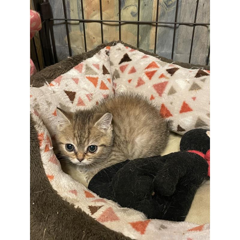 販売中の岐阜県のスコティッシュフォールド-132827の5枚目