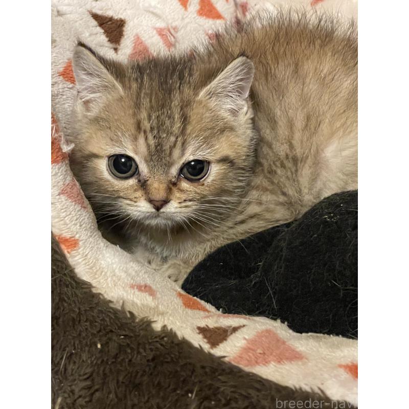 販売中の岐阜県のスコティッシュフォールド-132827の3枚目