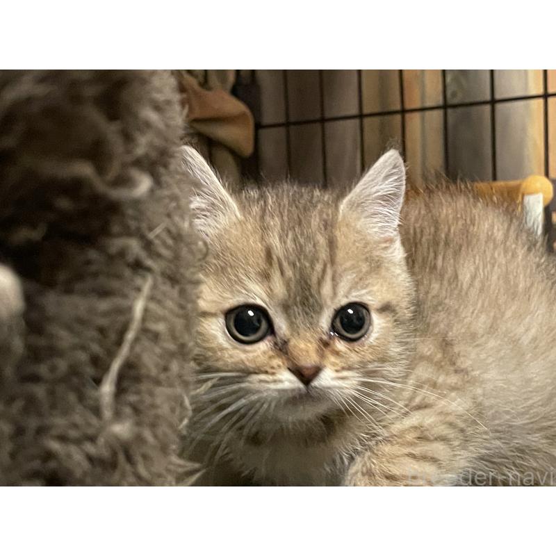 販売中の岐阜県のスコティッシュフォールド-132827の2枚目