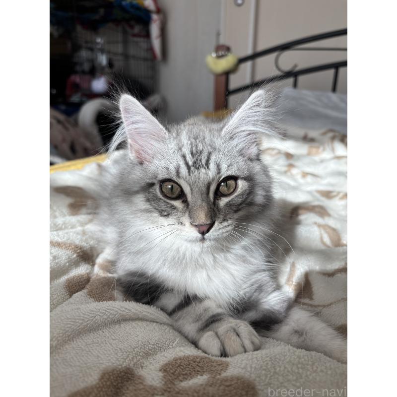 販売中の長野県のメインクーン-131221の2枚目