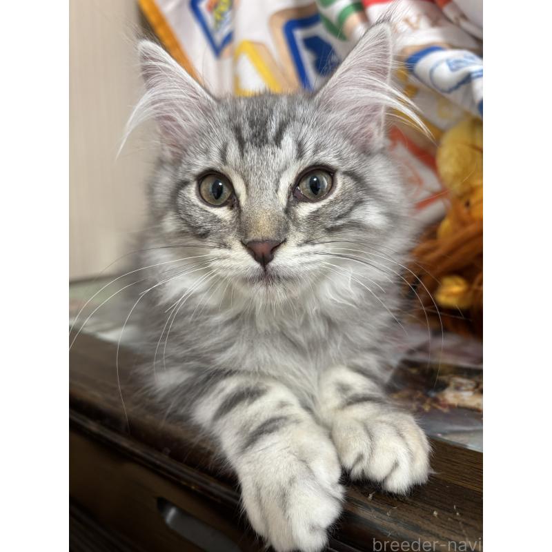 販売中の長野県のメインクーン-131221