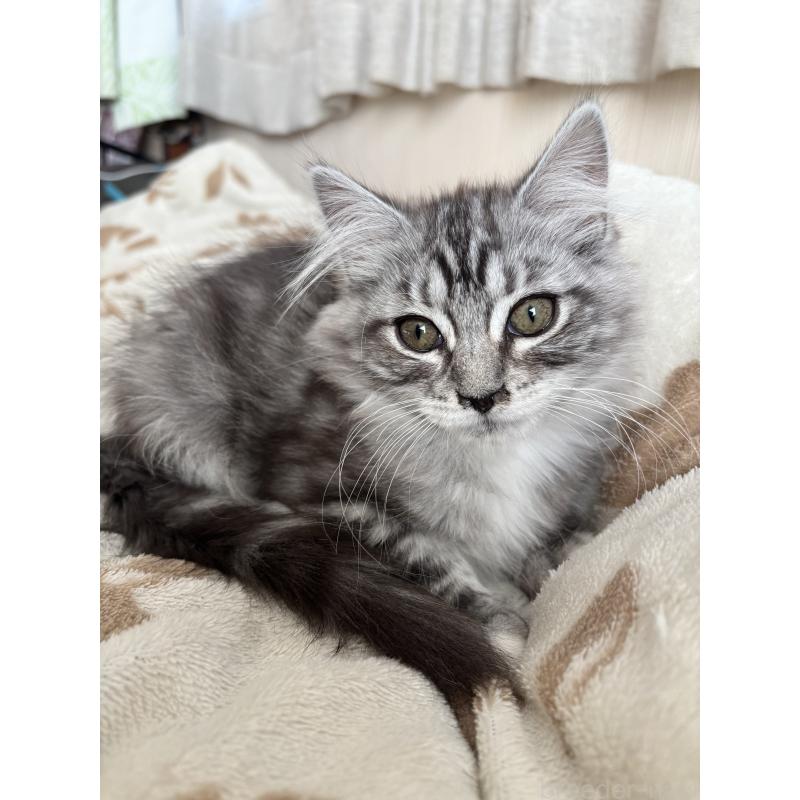 販売中の長野県のメインクーン-131219の2枚目