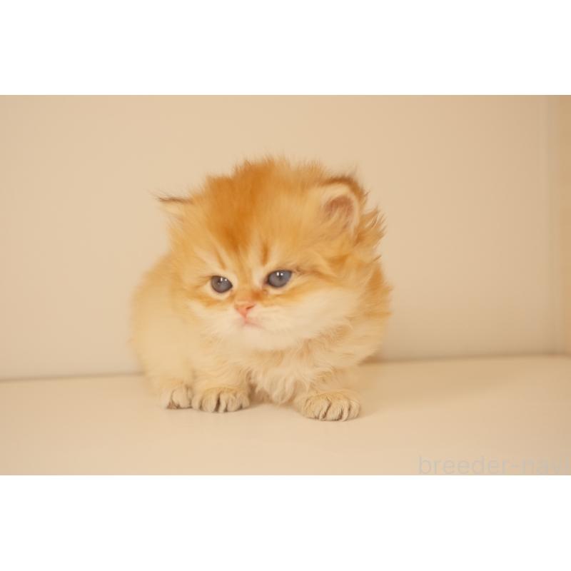 販売中の東京都のブリティッシュロングヘア-131402の2枚目