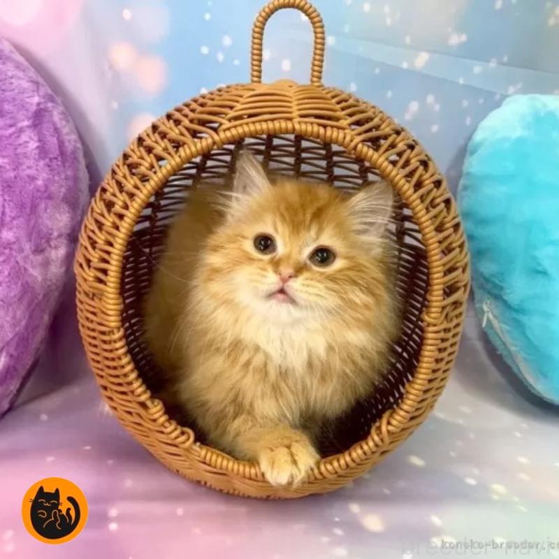 成約済の大阪府のスコティッシュフォールド-132009の1枚目