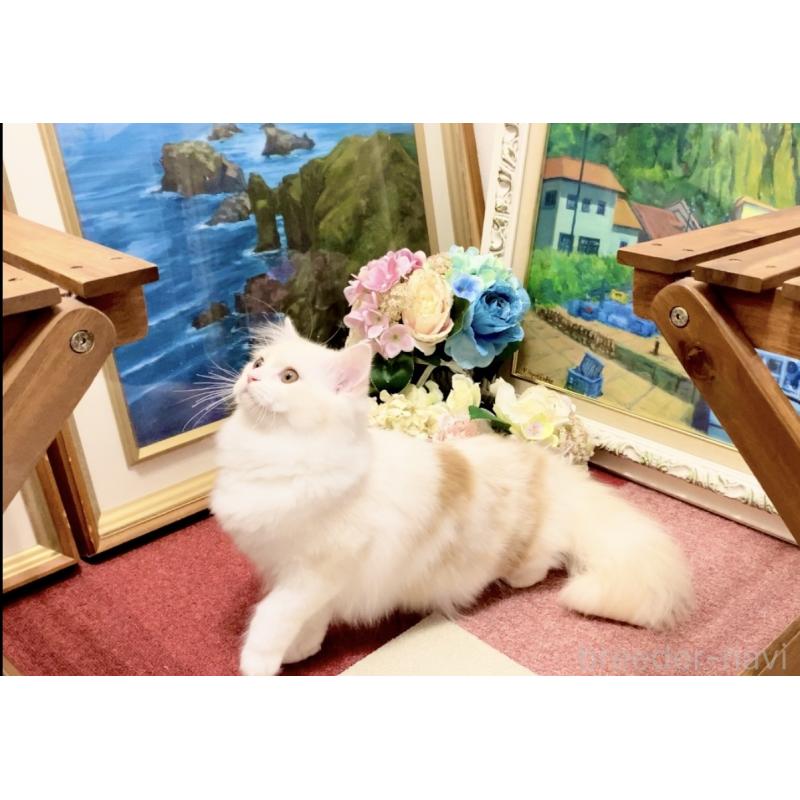 販売中の北海道のスコティッシュフォールド-121184の4枚目