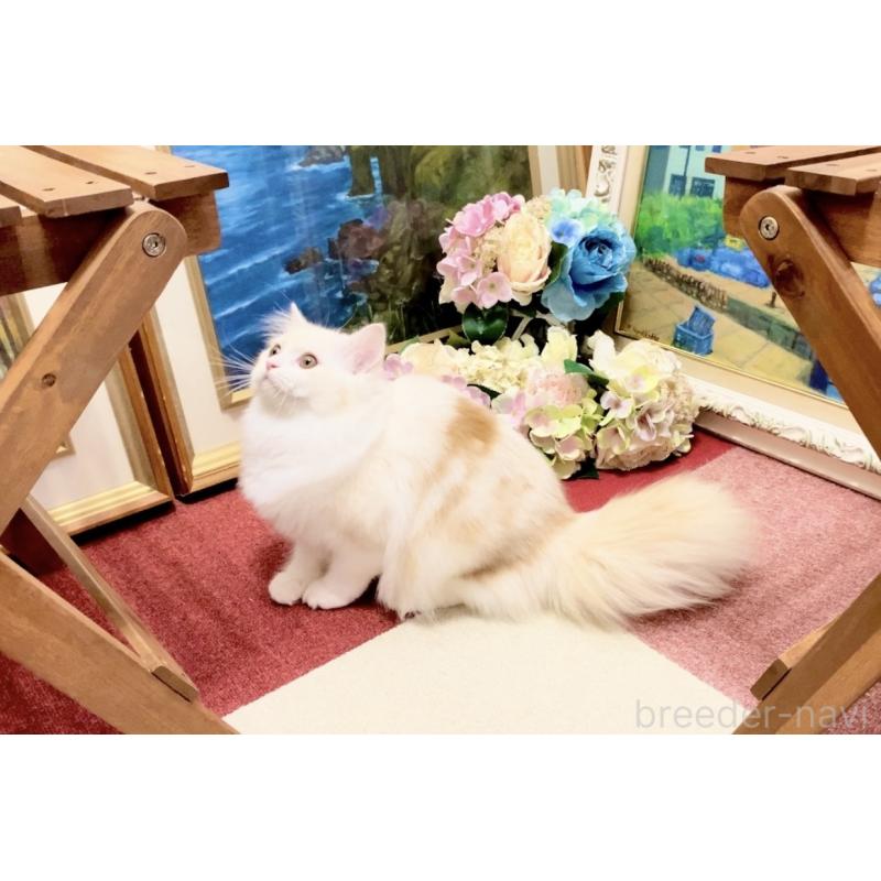 販売中の北海道のスコティッシュフォールド-121184の3枚目