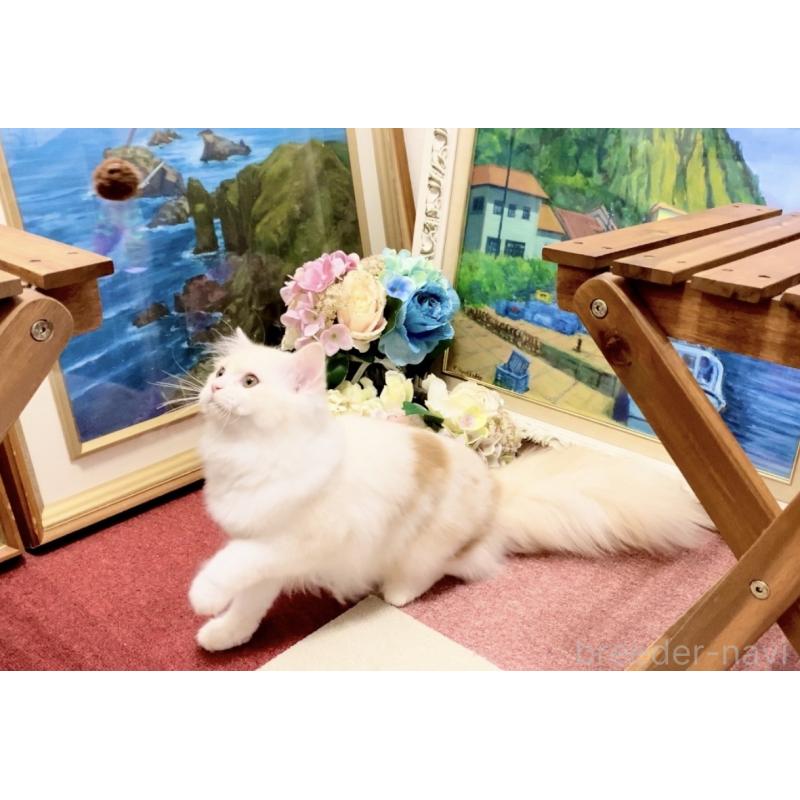 販売中の北海道のスコティッシュフォールド-121184の2枚目