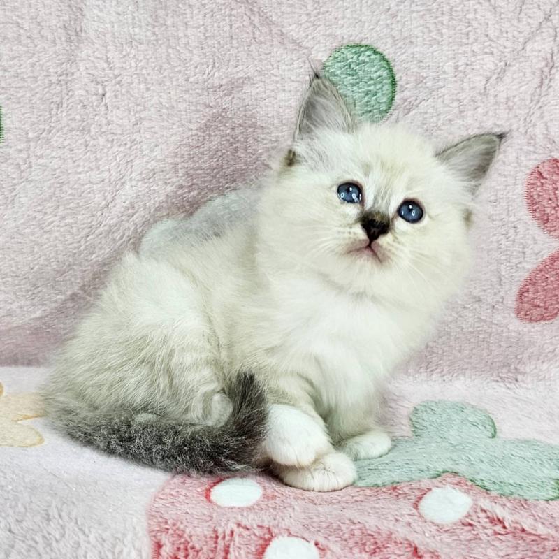 販売中の千葉県のバーマン-132829の1枚目