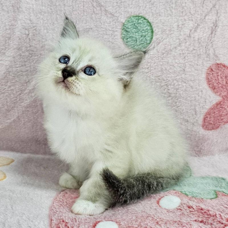 販売中の千葉県のバーマン-132829の6枚目