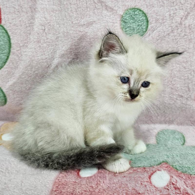 販売中の千葉県のバーマン-132829の5枚目