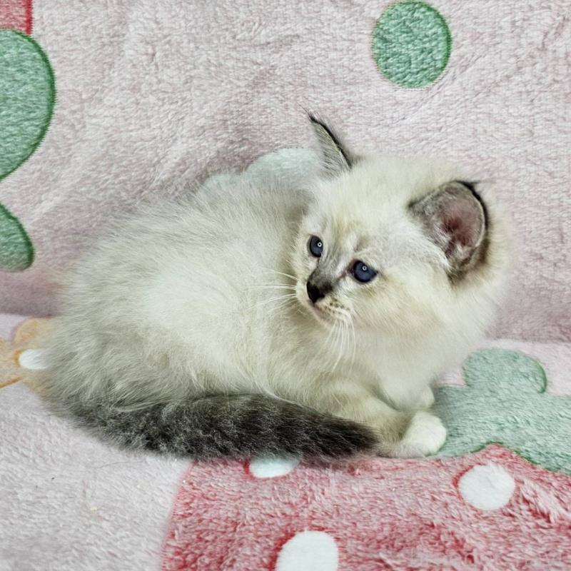 販売中の千葉県のバーマン-132829の4枚目