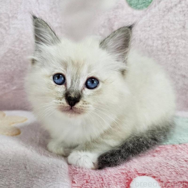 販売中の千葉県のバーマン-132829の2枚目