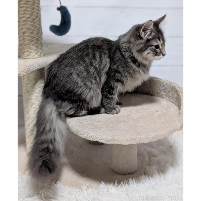 販売中の愛知県のミックス-132738の4枚目