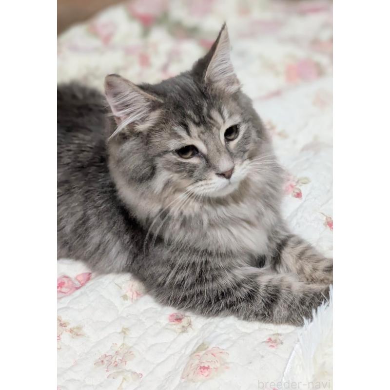 販売中の愛知県のミックス-132738の2枚目