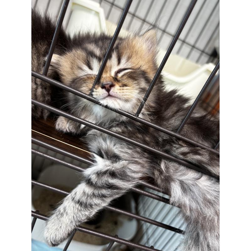 販売中の埼玉県のブリティッシュショートヘア-132323の5枚目