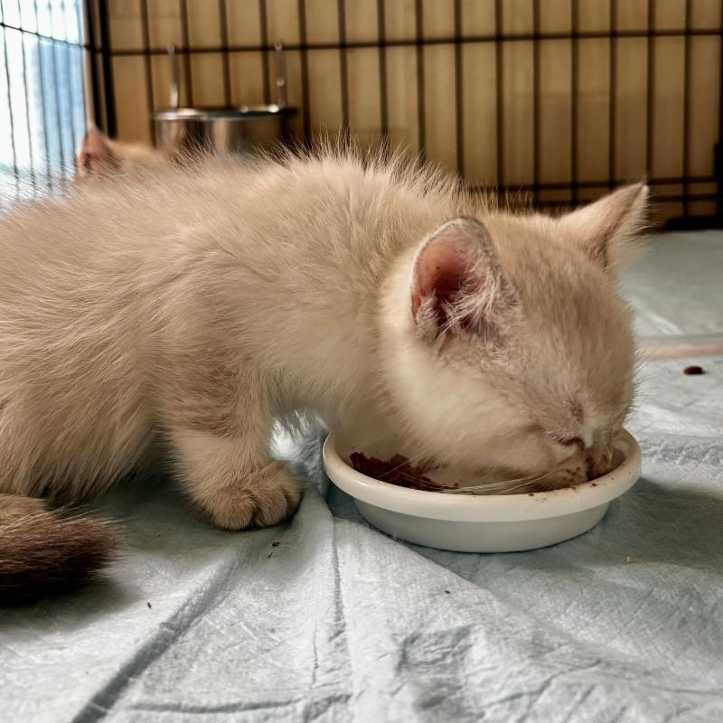 成約済の埼玉県のマンチカン-129010の6枚目