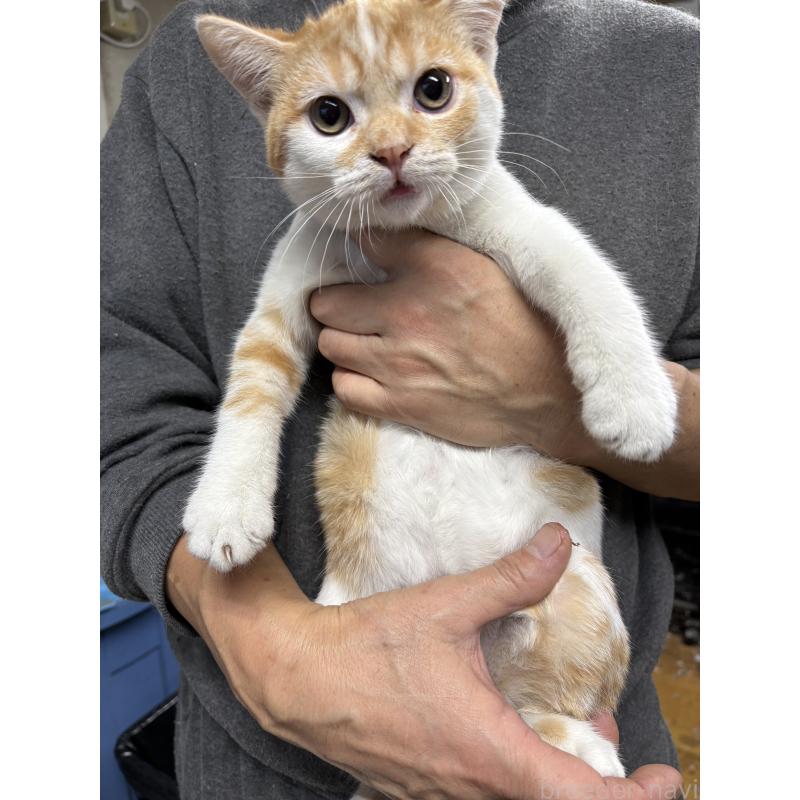 成約済の兵庫県のマンチカン-130347の5枚目