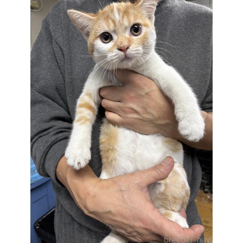 成約済の兵庫県のマンチカン-130347の4枚目