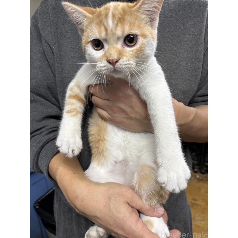 成約済の兵庫県のマンチカン-130347の3枚目