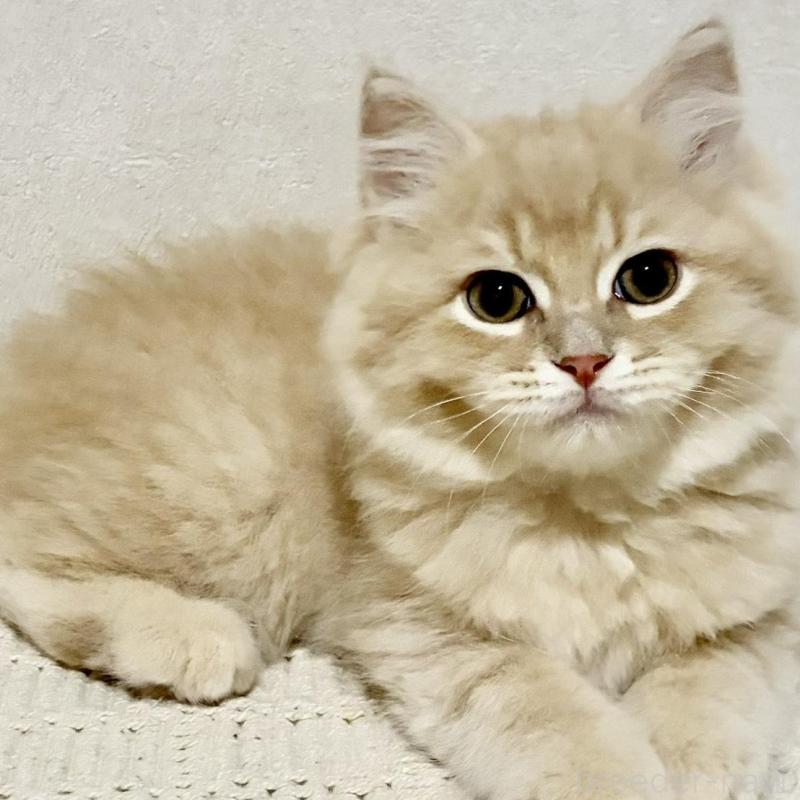 商談中の兵庫県のサイベリアン-128939の1枚目