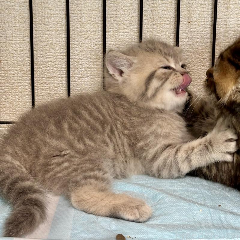 成約済の埼玉県のブリティッシュショートヘア-132322の5枚目