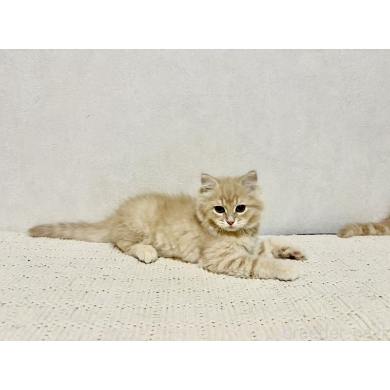 商談中の兵庫県のサイベリアン-128939の4枚目