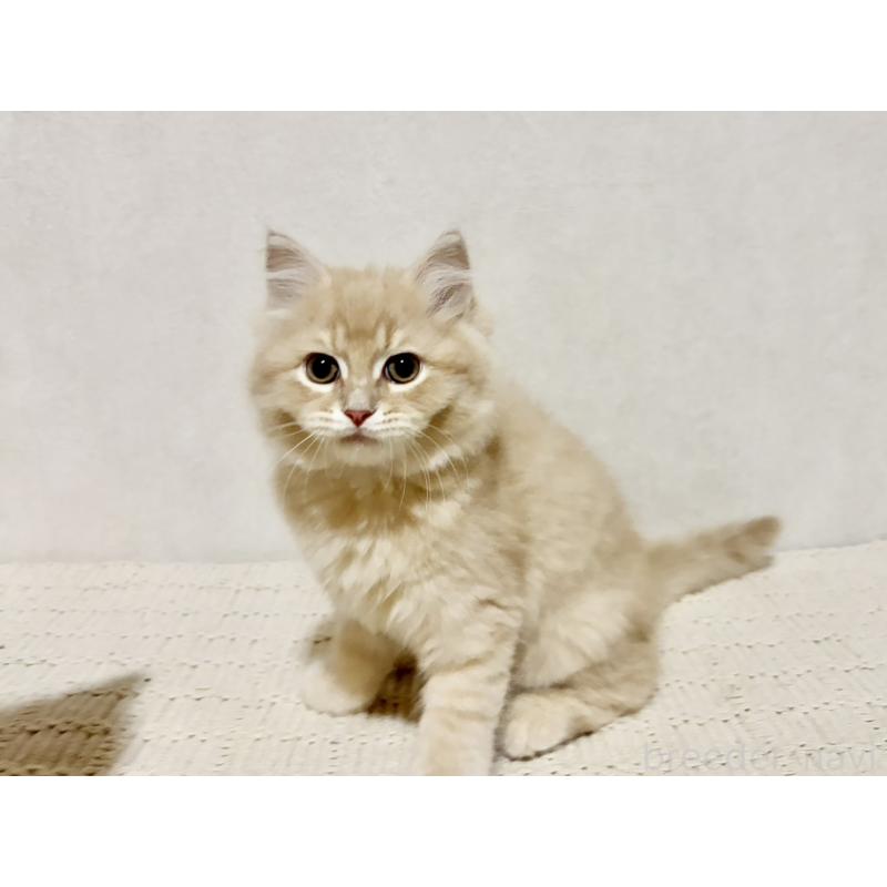 商談中の兵庫県のサイベリアン-128939の3枚目