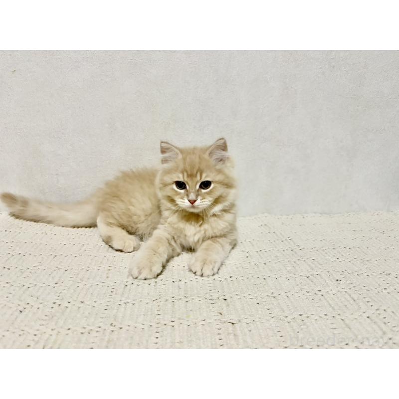 商談中の兵庫県のサイベリアン-128939の2枚目