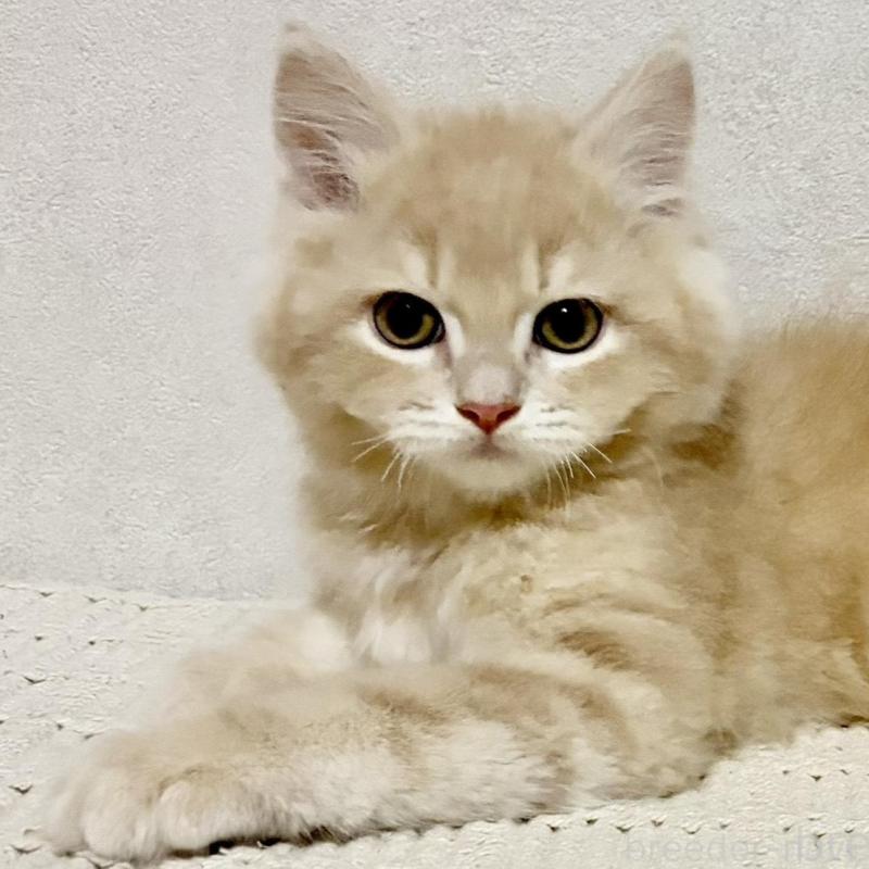 販売中の兵庫県のサイベリアン-131736