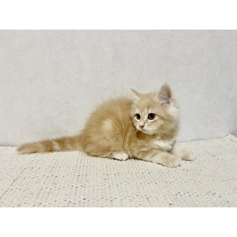 成約済の兵庫県のサイベリアン-131736の4枚目