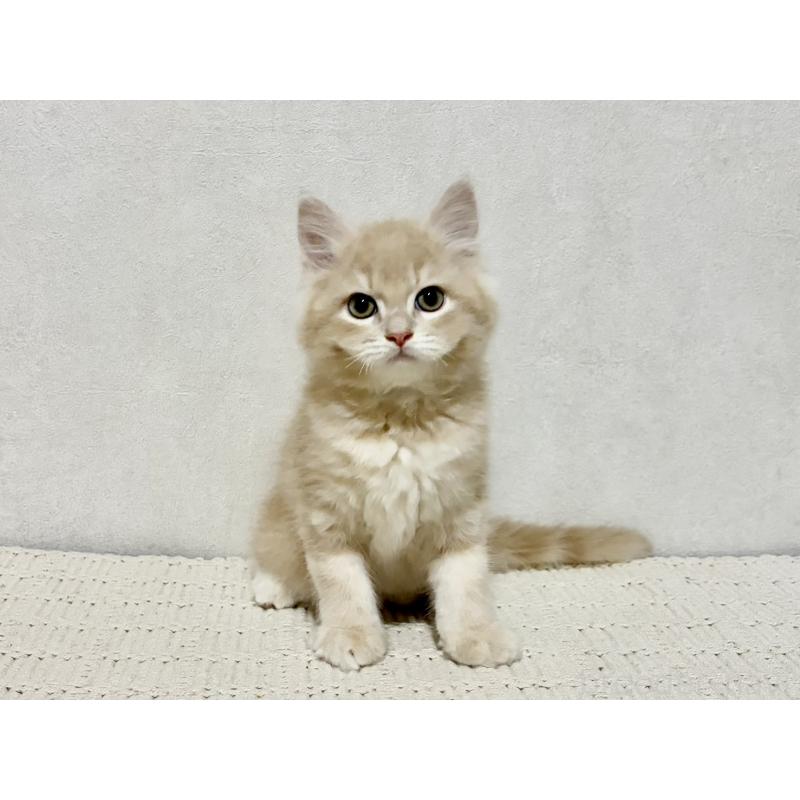 成約済の兵庫県のサイベリアン-131736の3枚目