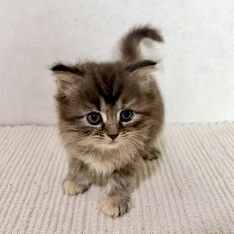 販売中の兵庫県のサイベリアン-131892