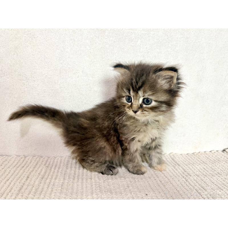 成約済の兵庫県のサイベリアン-131892の5枚目