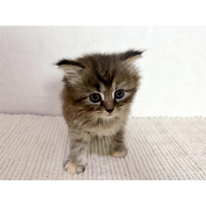 成約済の兵庫県のサイベリアン-131892の4枚目