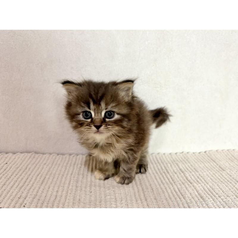 成約済の兵庫県のサイベリアン-131892の3枚目