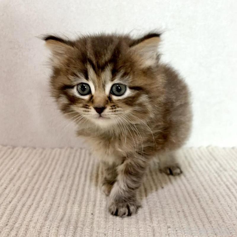 販売中の兵庫県のサイベリアン-131893