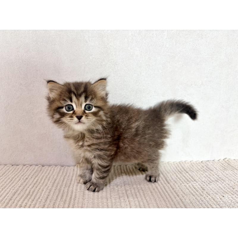 販売中の兵庫県のサイベリアン-131893の6枚目