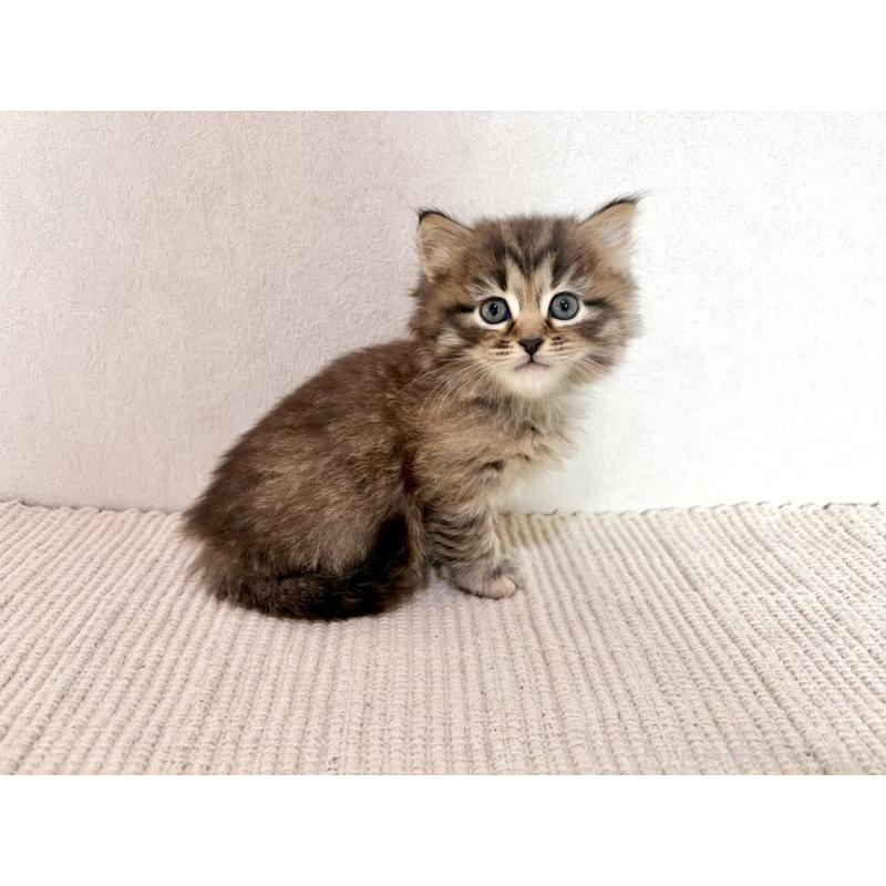 販売中の兵庫県のサイベリアン-131893の5枚目