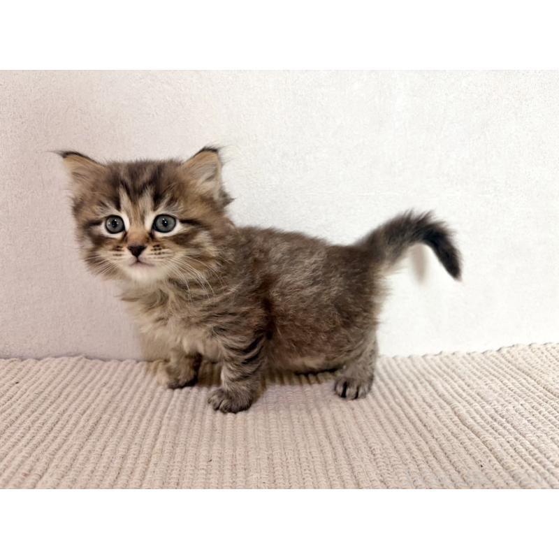 販売中の兵庫県のサイベリアン-131893の4枚目