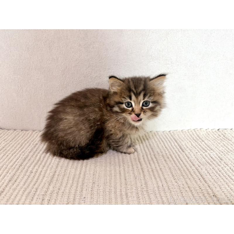 販売中の兵庫県のサイベリアン-131893の3枚目